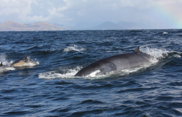 minke-whale-in-dingle-bay-2