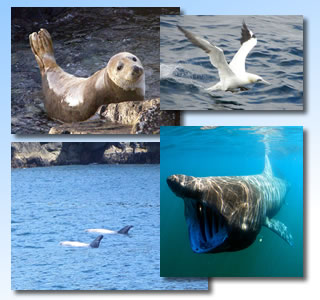 marinelife