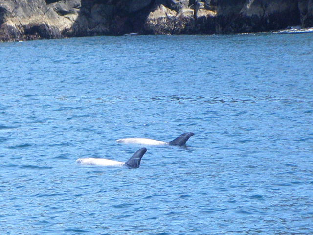 rissosdolphins
