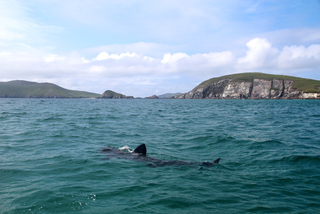 basking shark at blasket island ireland