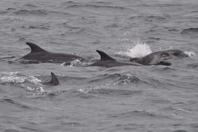bottlenose dolphins with juvenile