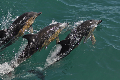 common dolphins blasket islands