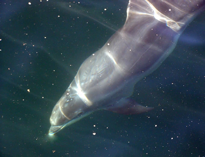 Bottle nose dolphin bowriding