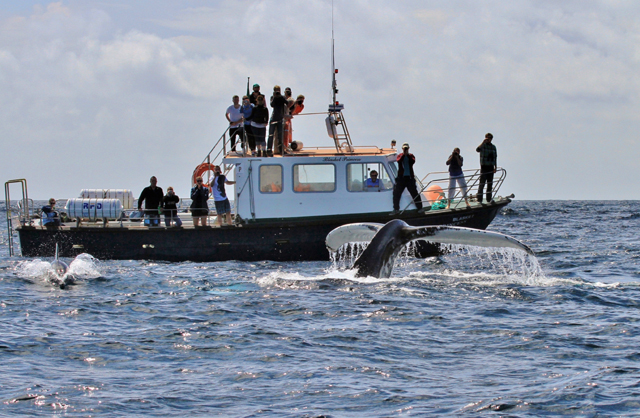 humpback whale and eco tour boat