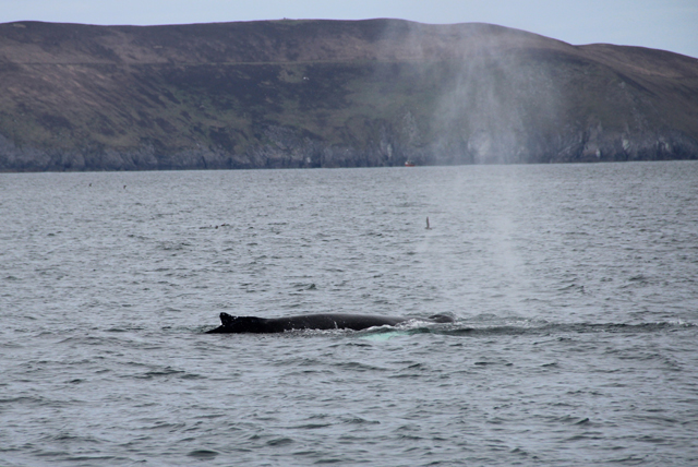 humpback whale south of Great Blasket Island