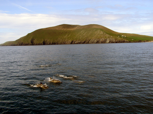 common_dolphins_at_Great_Blasket_Island