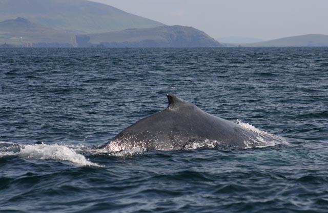a_humpback_in_west_kerry_photo_by_nick_massett