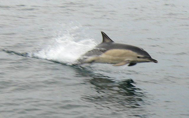 common_dolphin_2_photo_by_charles_collins