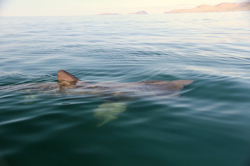 Basking shark Dingle Bay