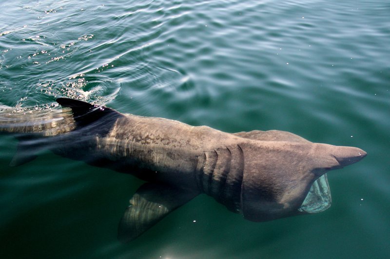 Basking Shark off West Kerry