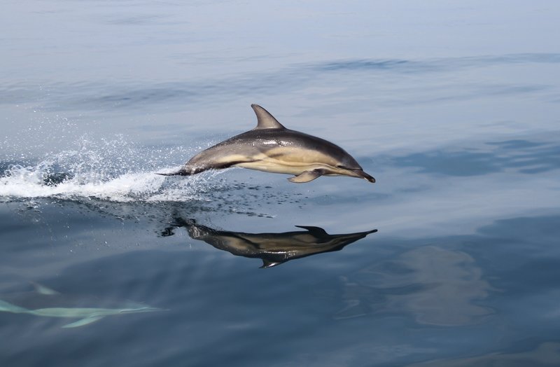 Common dolphin Dingle Peninsula