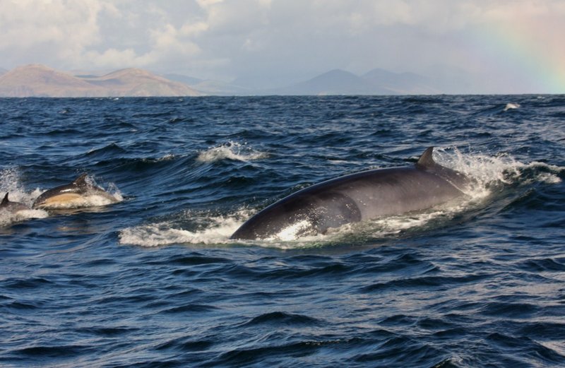 minke whale in Dingle Bay