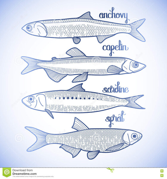 sprat sardines anchovy capelin