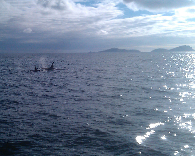two orca off blaskets